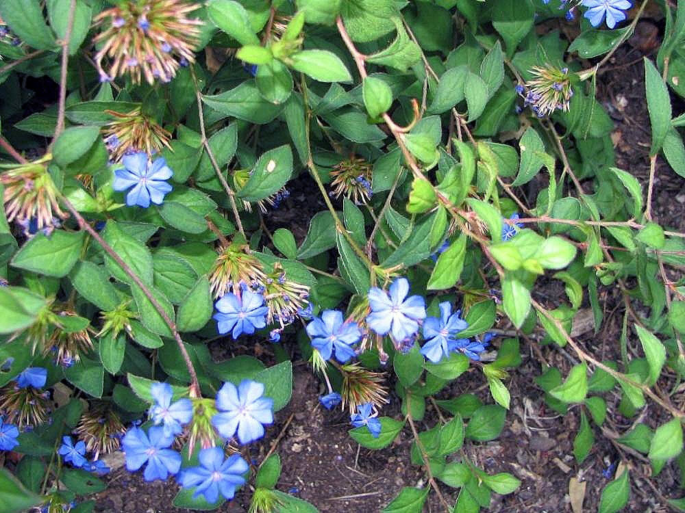 Ceratostigma willmottianum | Chinese plumbago