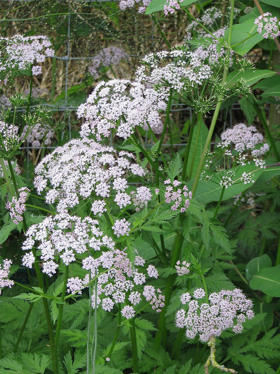 light pink flowers Chaerophyllum hirsutum &