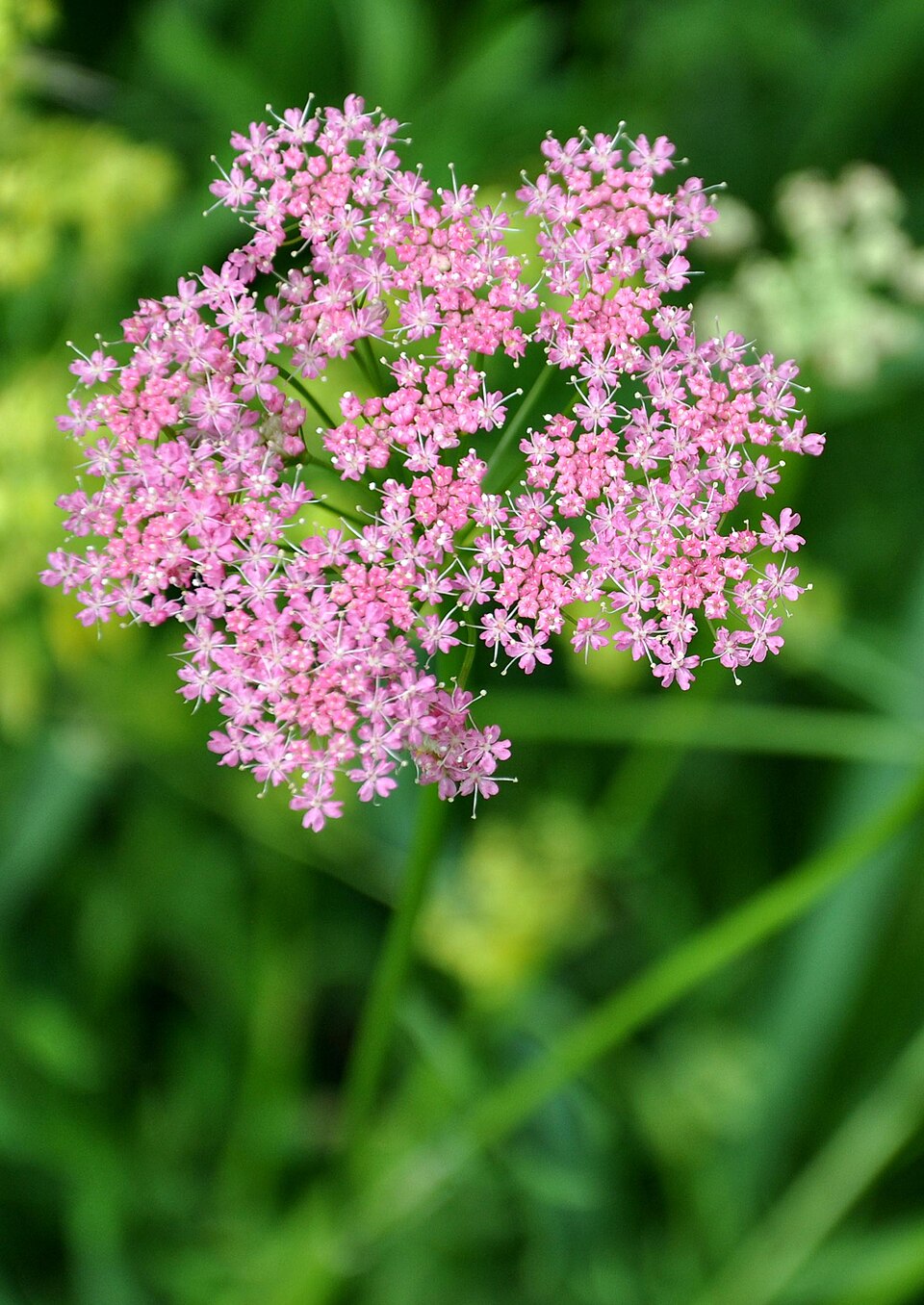 Close-up of a pink Chaerophyllum hirsutum &