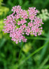 Close-up of a pink Chaerophyllum hirsutum &