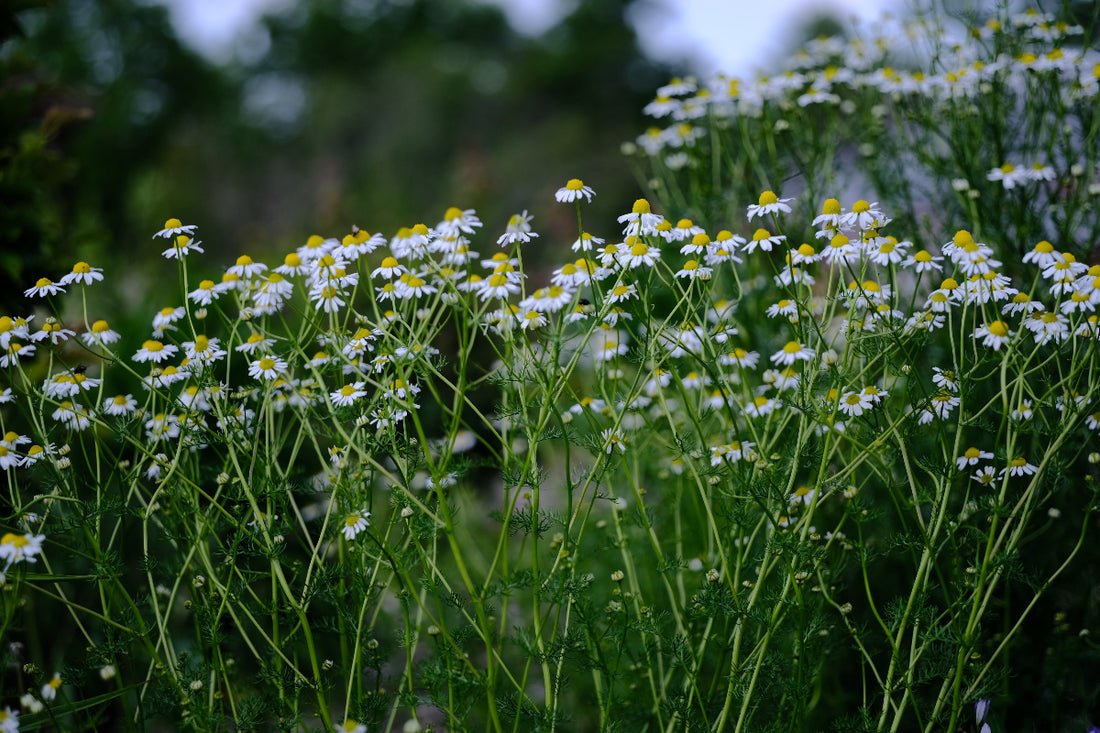 Chamomilla recutita &