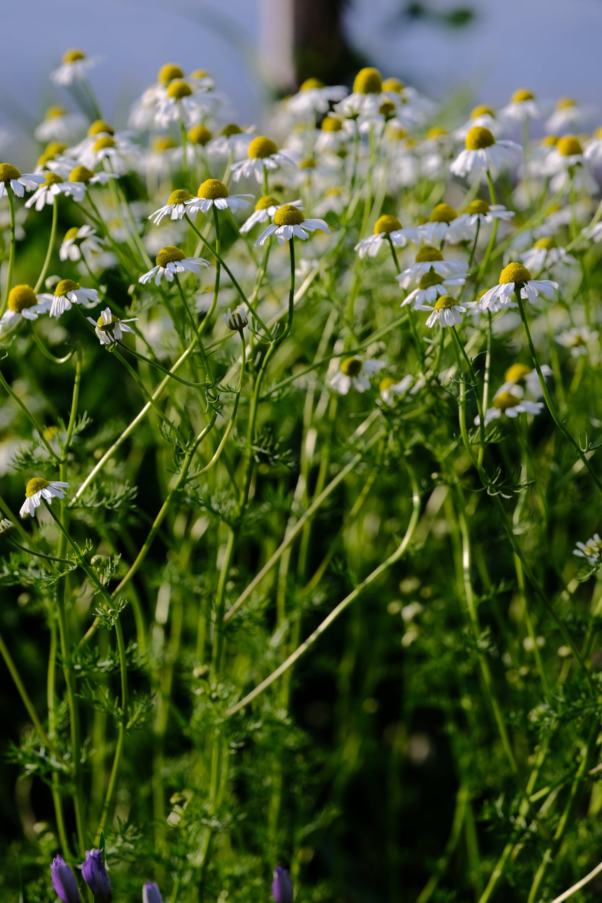 Chamomilla recutita &