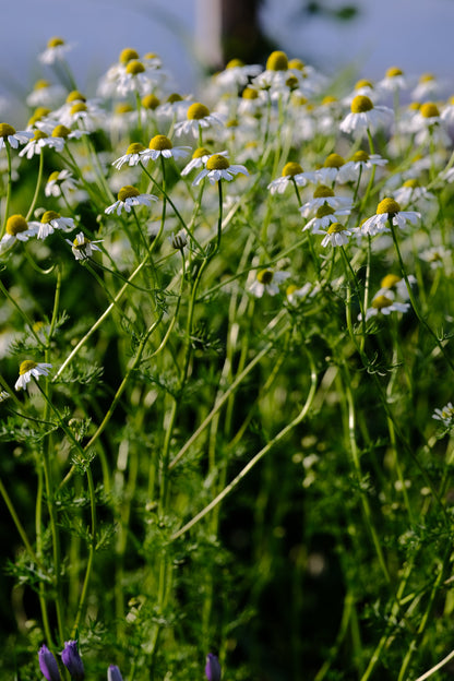 Chamomilla recutita &