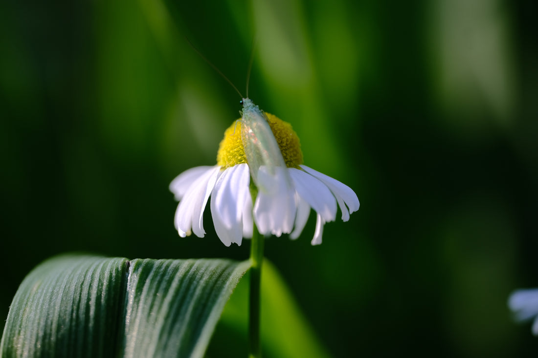 Chamomilla recutita &