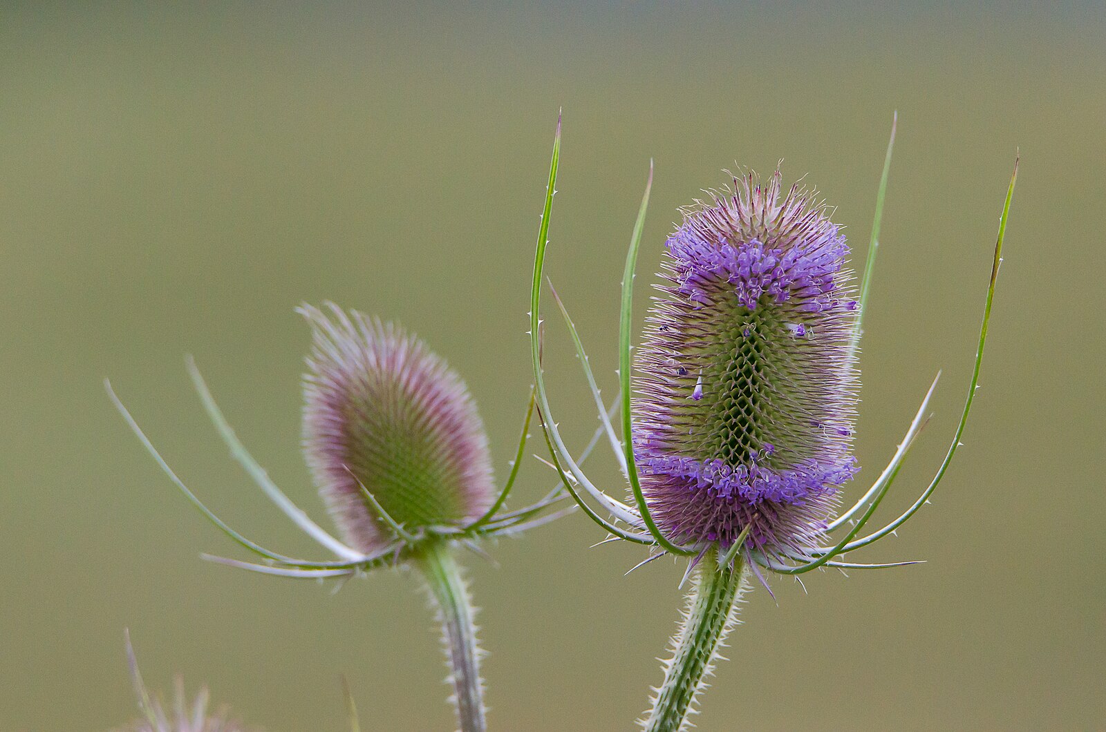 Dipsacus sativus (Fuller&