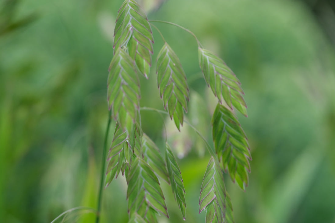 Chasmanthium latifolium (Northern sea oats) seeds