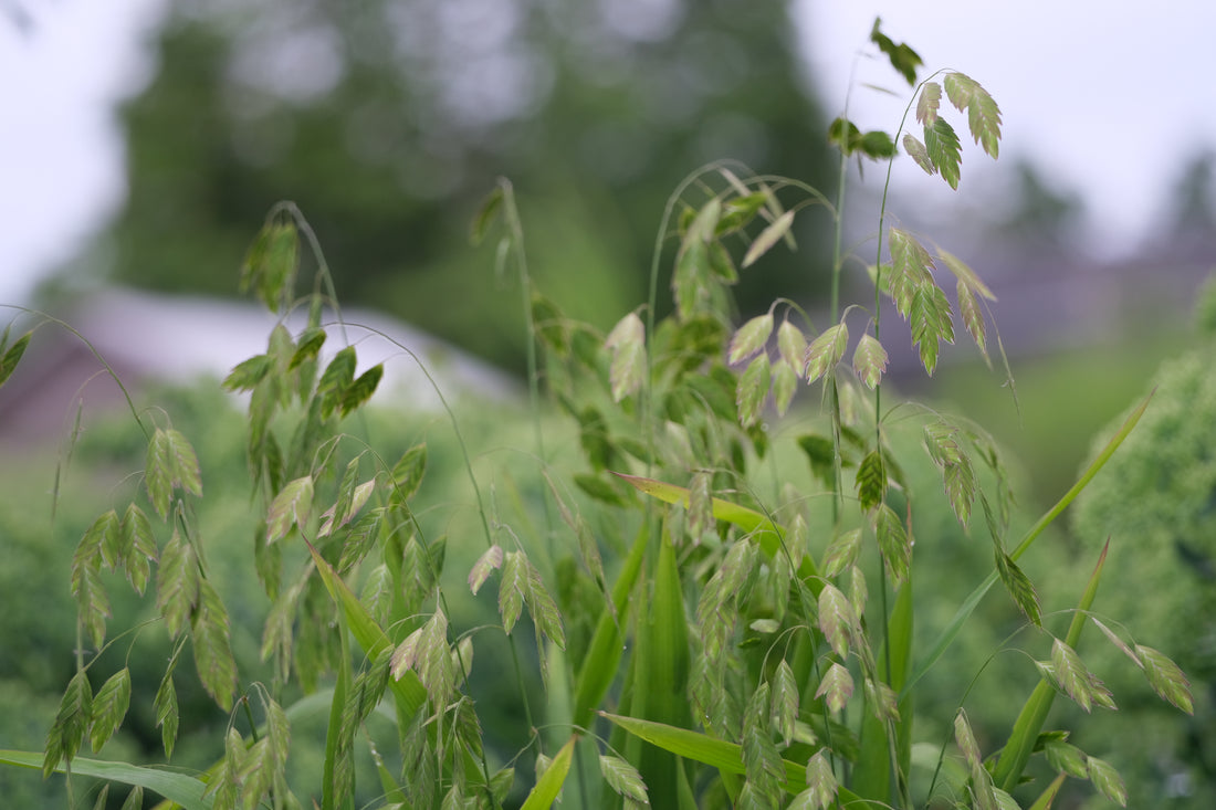 Chasmanthium latifolium (Northern sea oats) in garden at The Old Dairy Nursery