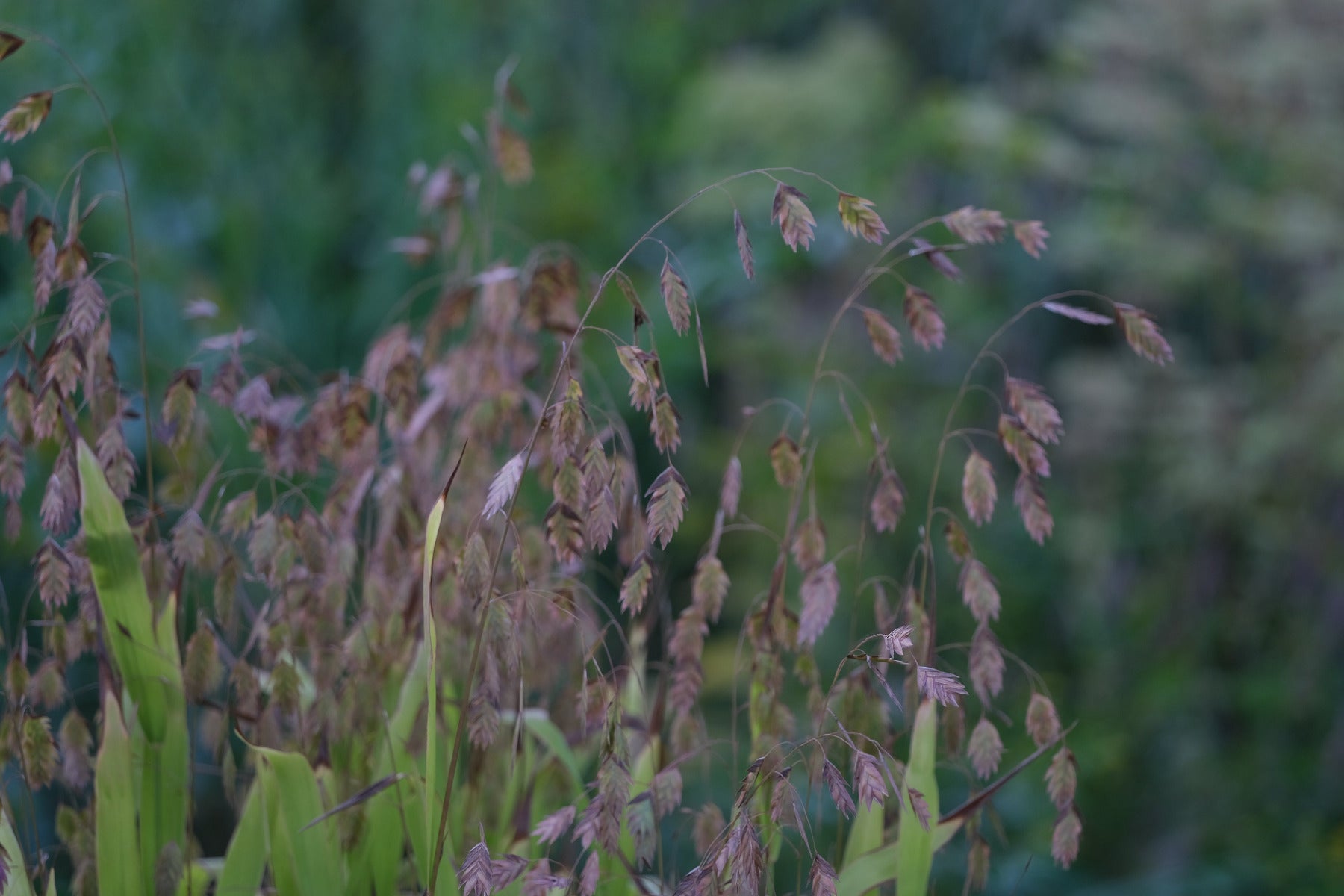Chasmanthium latifolium (Northern sea oats) dried seed heads in the fall garden