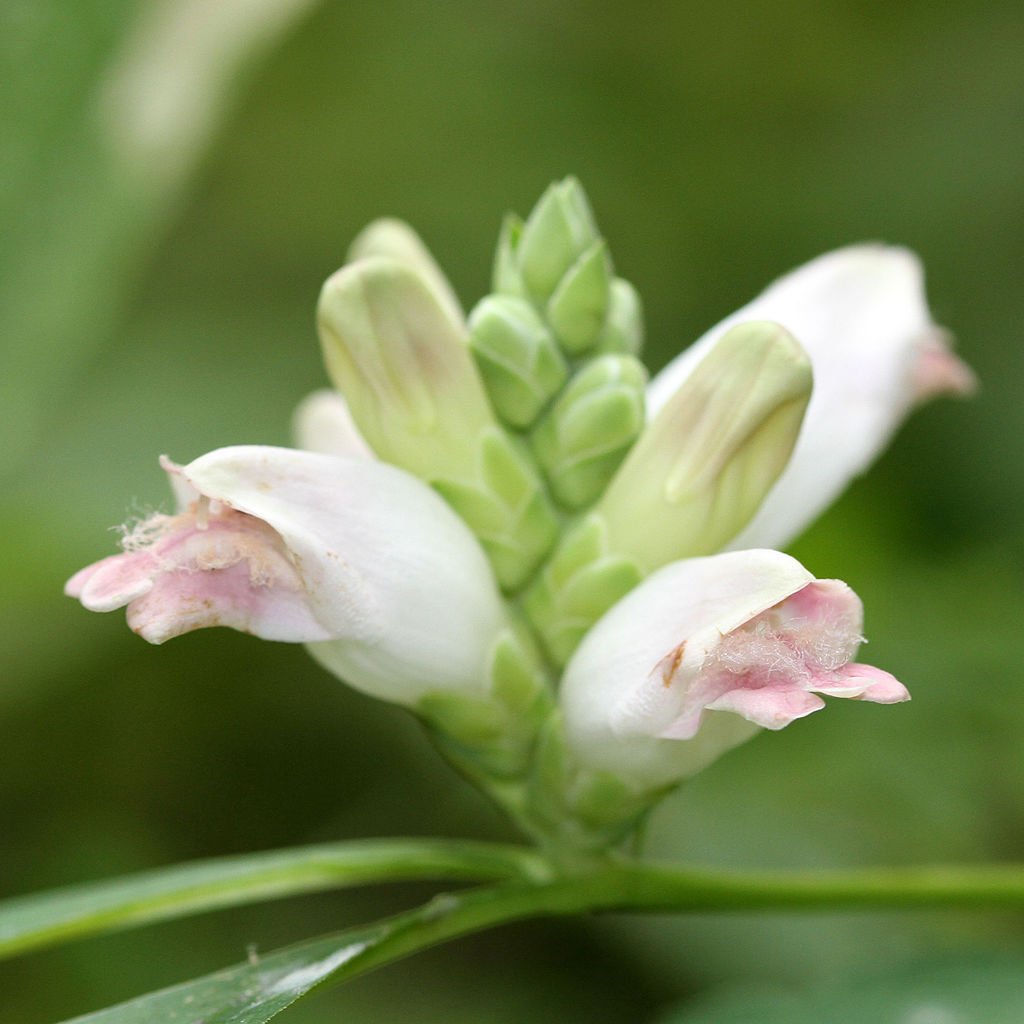 Chelone glabra (white turtlehead) flower