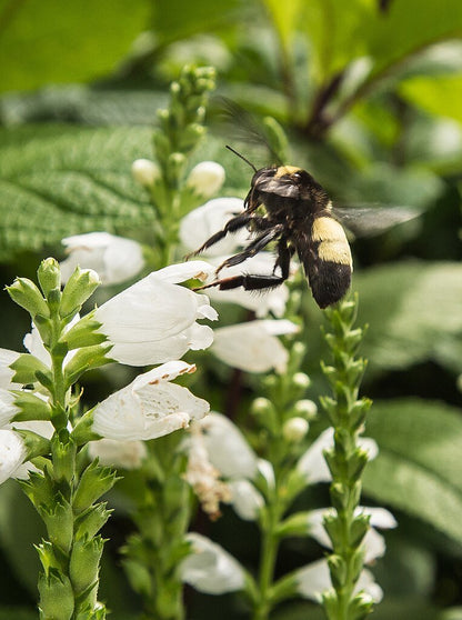 Chelone glabra (white turtlehead) with bee