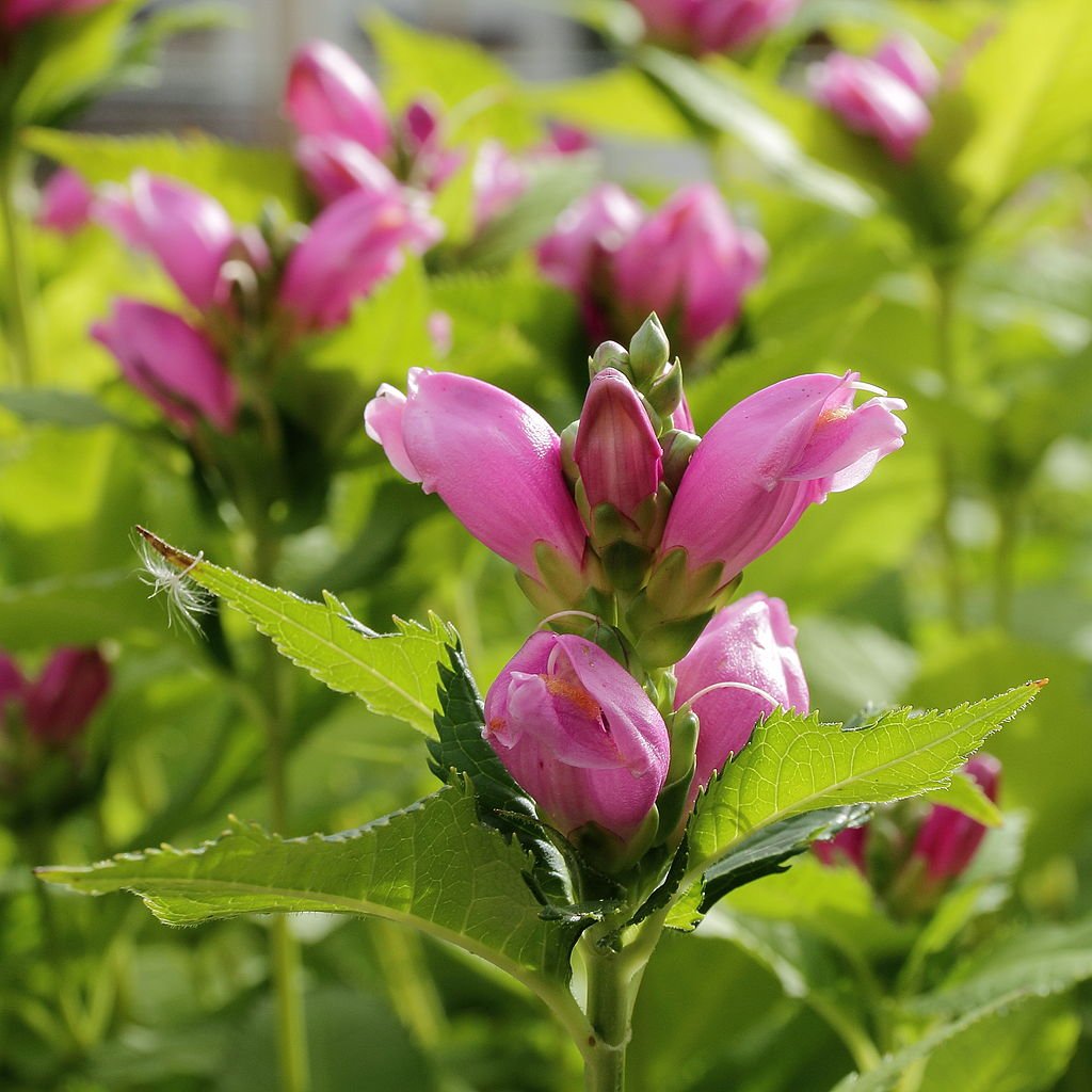 Chelone obliqua (rosy turtlehead) flowers