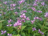 Chelone obliqua (rosy turtlehead) in bloom