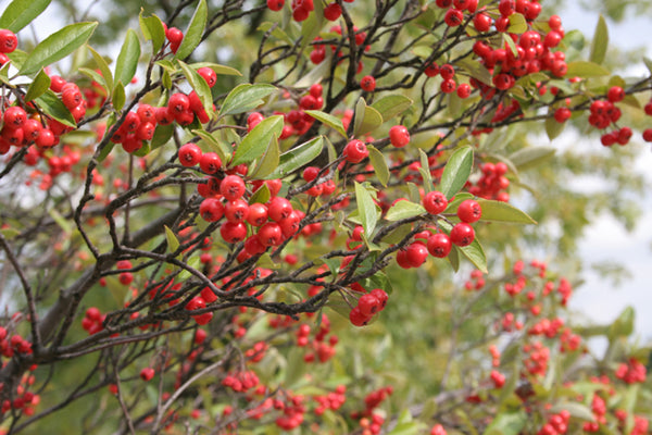 Branches of a Aronia arbutifolia, commonly known as red chokeberry,  with red berries and green leaves.