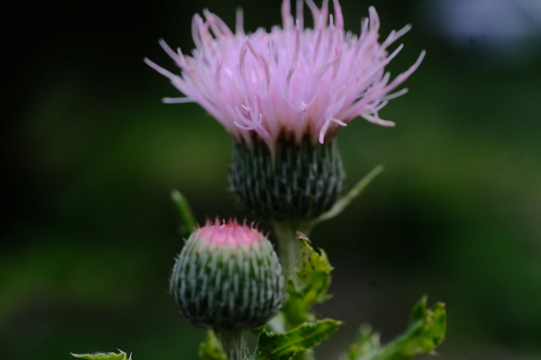 Cirsium japonicum &