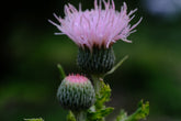 Cirsium japonicum &