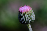 Cirsium japonicum &