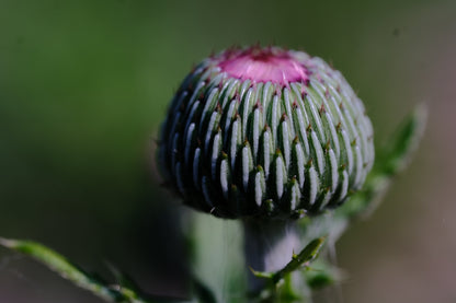Cirsium japonicum &