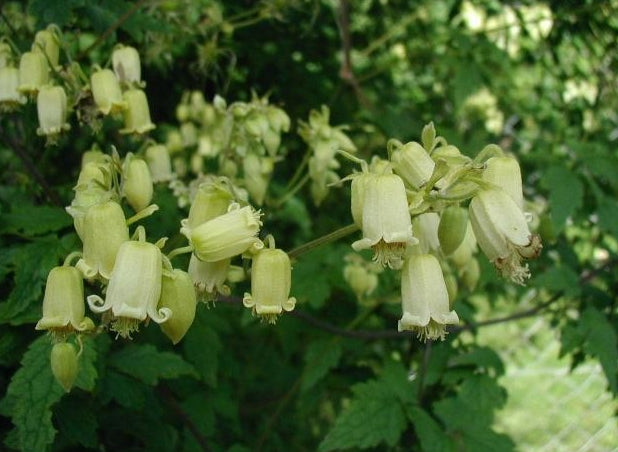 This image features the Clematis rehderiana, commonly known as nodding virgin&