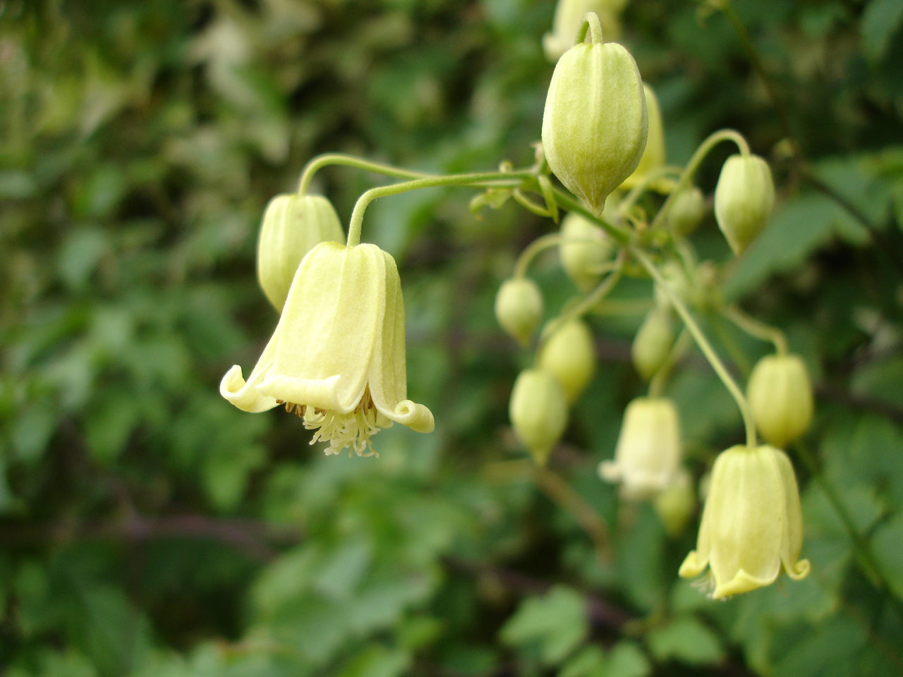 This image features the Clematis rehderiana, commonly known as nodding virgin&