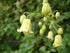 This image features the Clematis rehderiana, commonly known as nodding virgin&