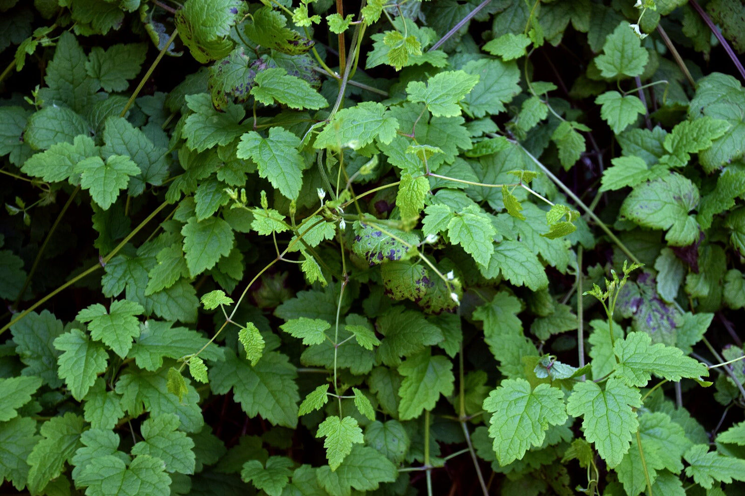 This image features the Clematis rehderiana, commonly known as nodding virgin&
