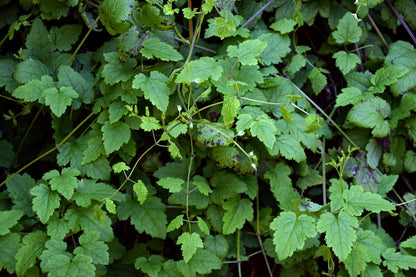 This image features the Clematis rehderiana, commonly known as nodding virgin&