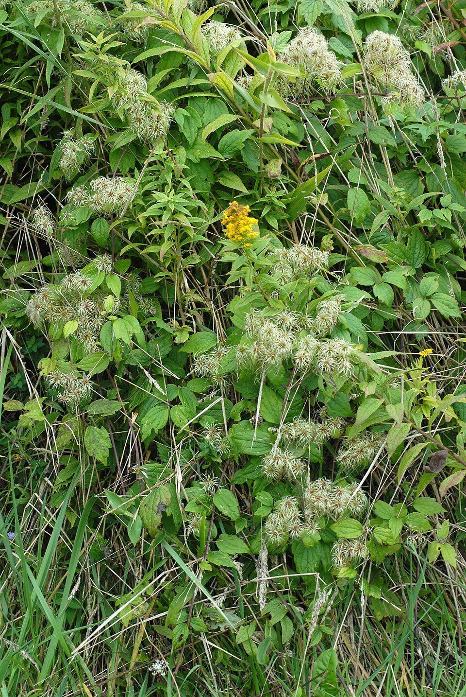 Green Clematis virginiana, commonly known as woodbine or American virgin&
