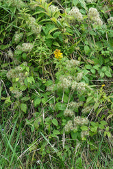 Green Clematis virginiana, commonly known as woodbine or American virgin&