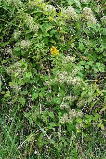 Green Clematis virginiana, commonly known as woodbine or American virgin&
