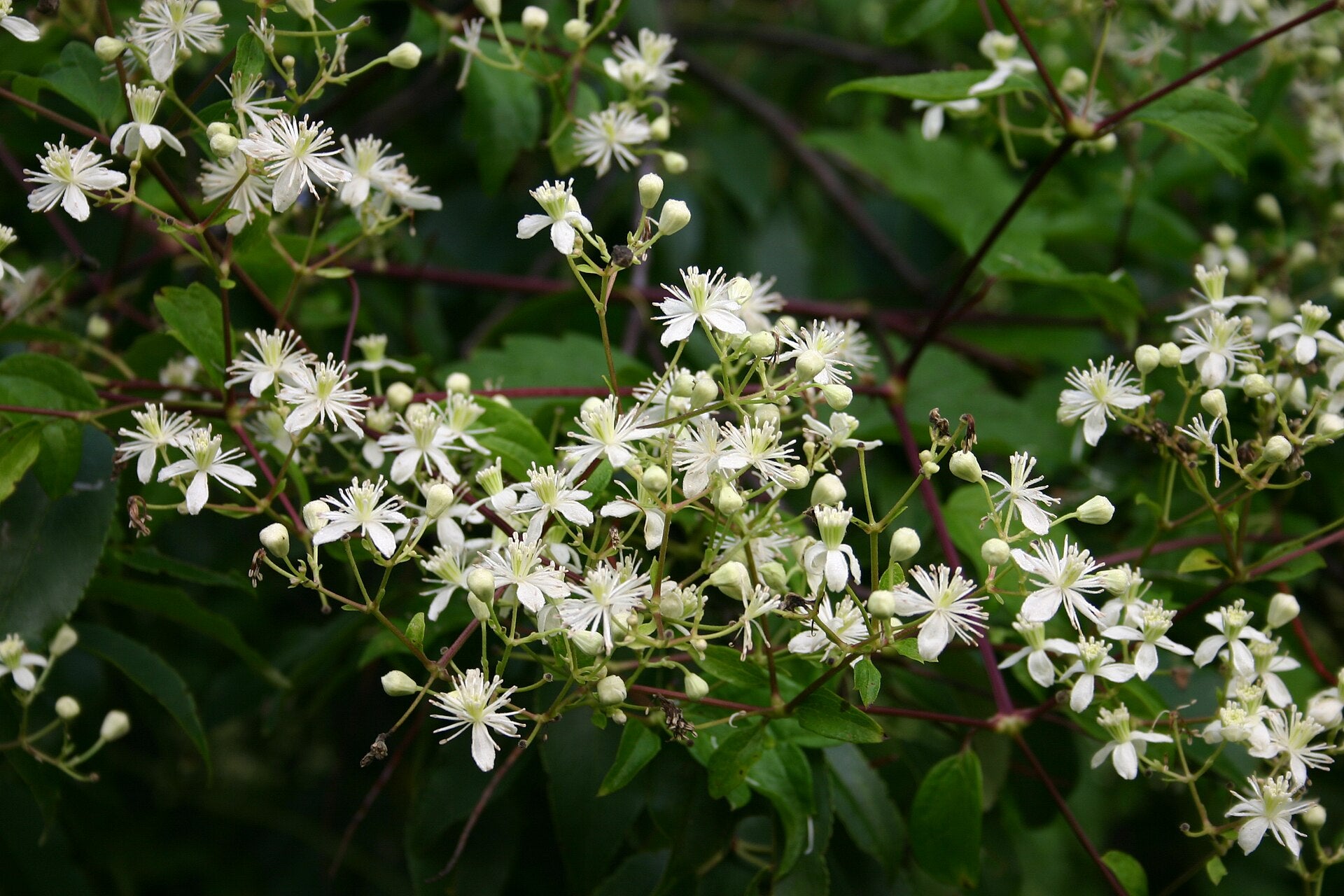 White Clematis virginiana, commonly known as woodbine or American virgin&