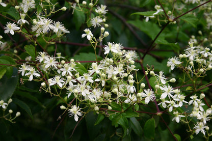 White Clematis virginiana, commonly known as woodbine or American virgin&