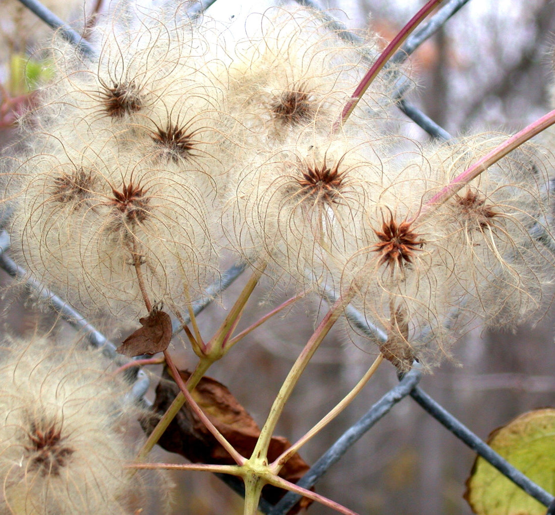 Dry Clematis virginiana, commonly known as woodbine or American virgin&