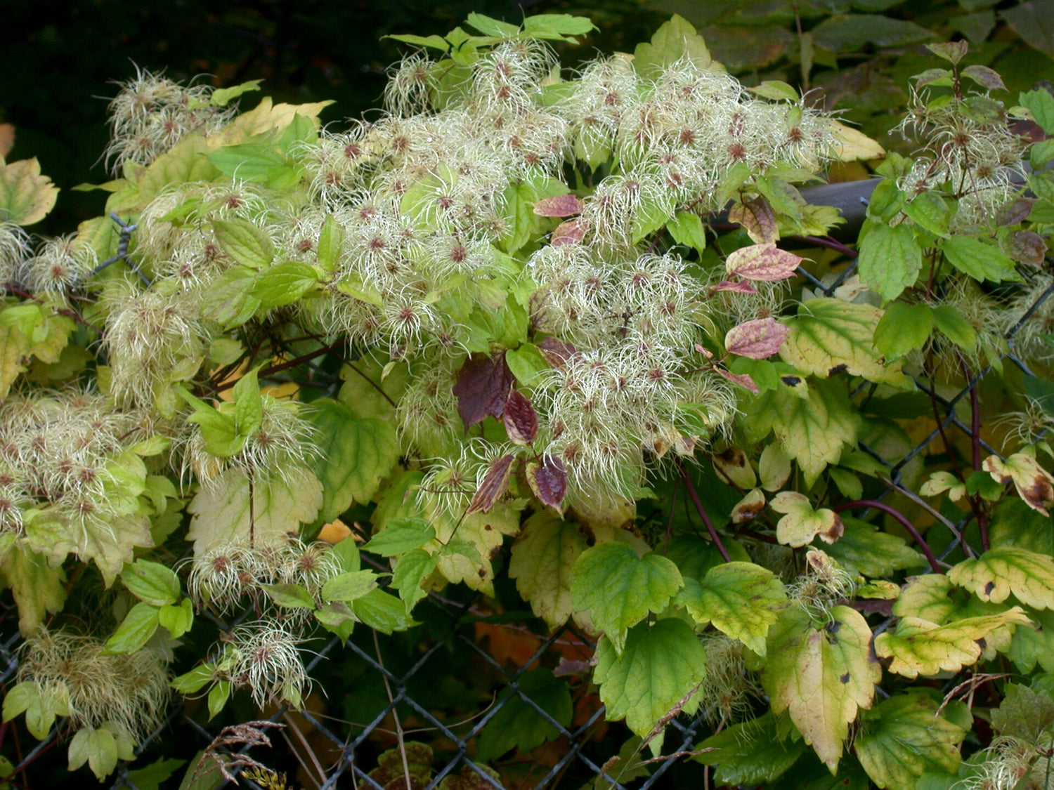 Floral and leafy Clematis virginiana, commonly known as woodbine or American virgin&