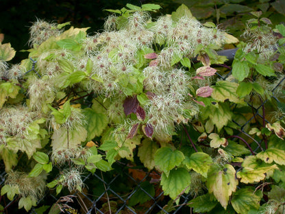 Floral and leafy Clematis virginiana, commonly known as woodbine or American virgin&