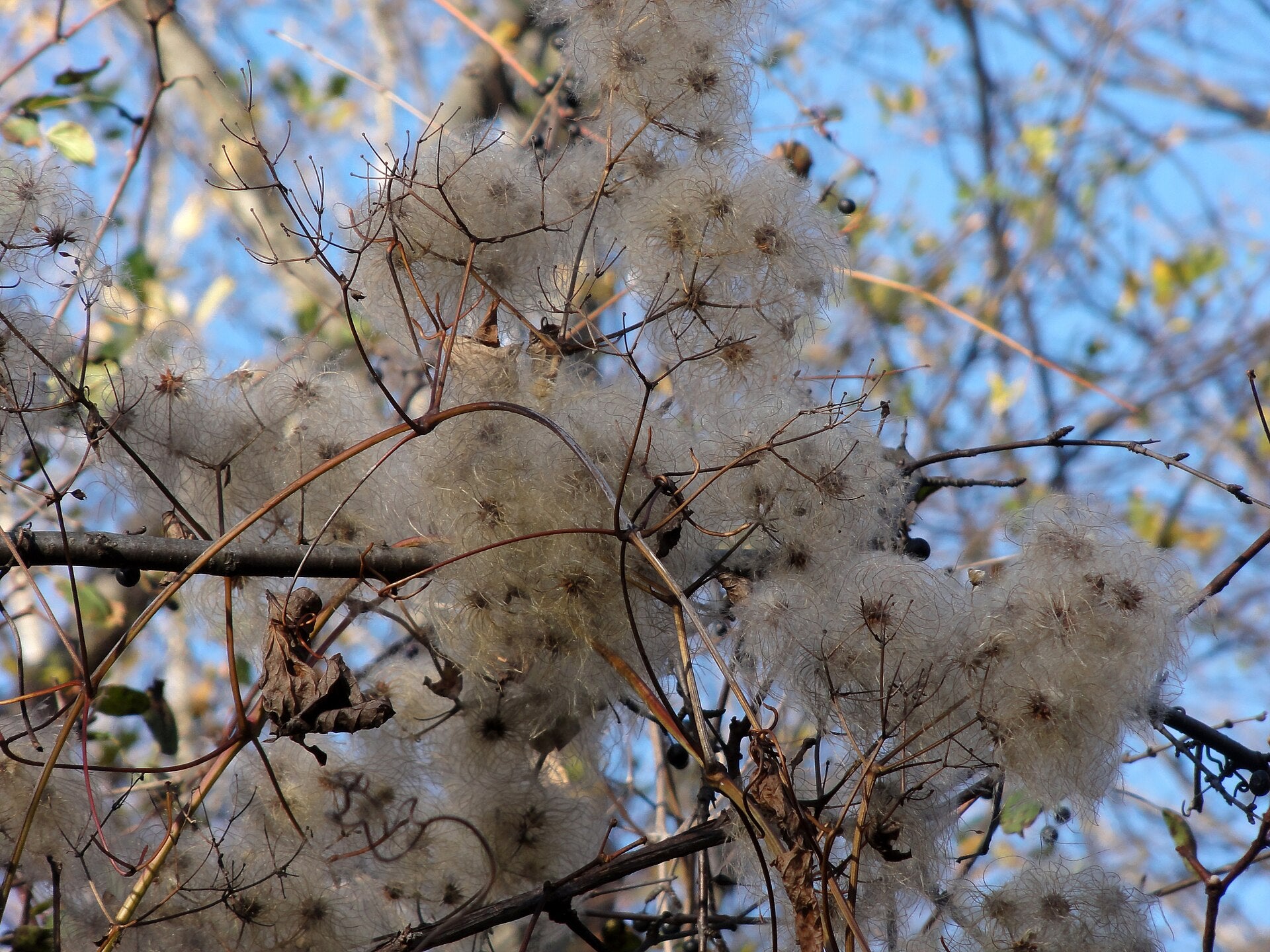 Close-up of dried Clematis virginiana, commonly known as woodbine or American virgin&