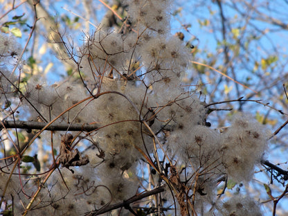 Close-up of dried Clematis virginiana, commonly known as woodbine or American virgin&