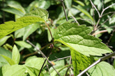 Close-up of green Clematis virginiana, commonly known as woodbine or American virgin&