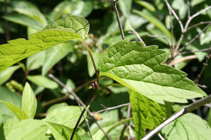 Close-up of green Clematis virginiana, commonly known as woodbine or American virgin&