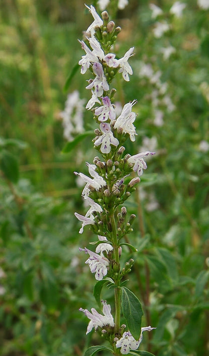 Close-up of a Micromeria thymifolia, commonly known as pink savory, plant with white flowers and green leaves on a blurred natural background