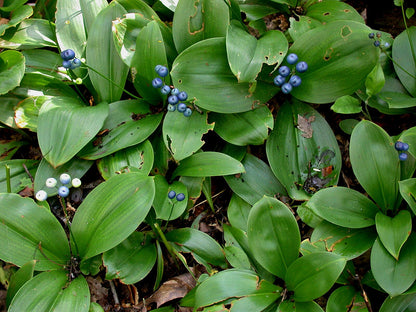 Clintonia borealis (blue bead lily) blue berries