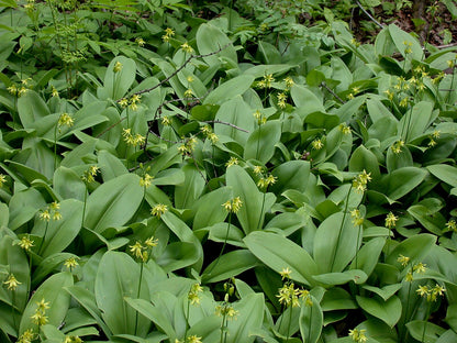 Clintonia borealis (blue bead lily) foliage and blooms covering ground