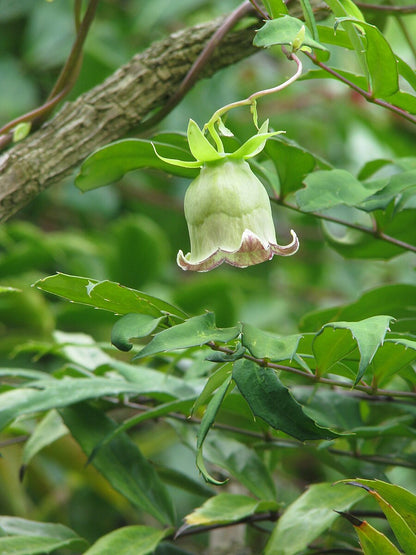 Codonopsis lanceolata (bonnet bellflower)