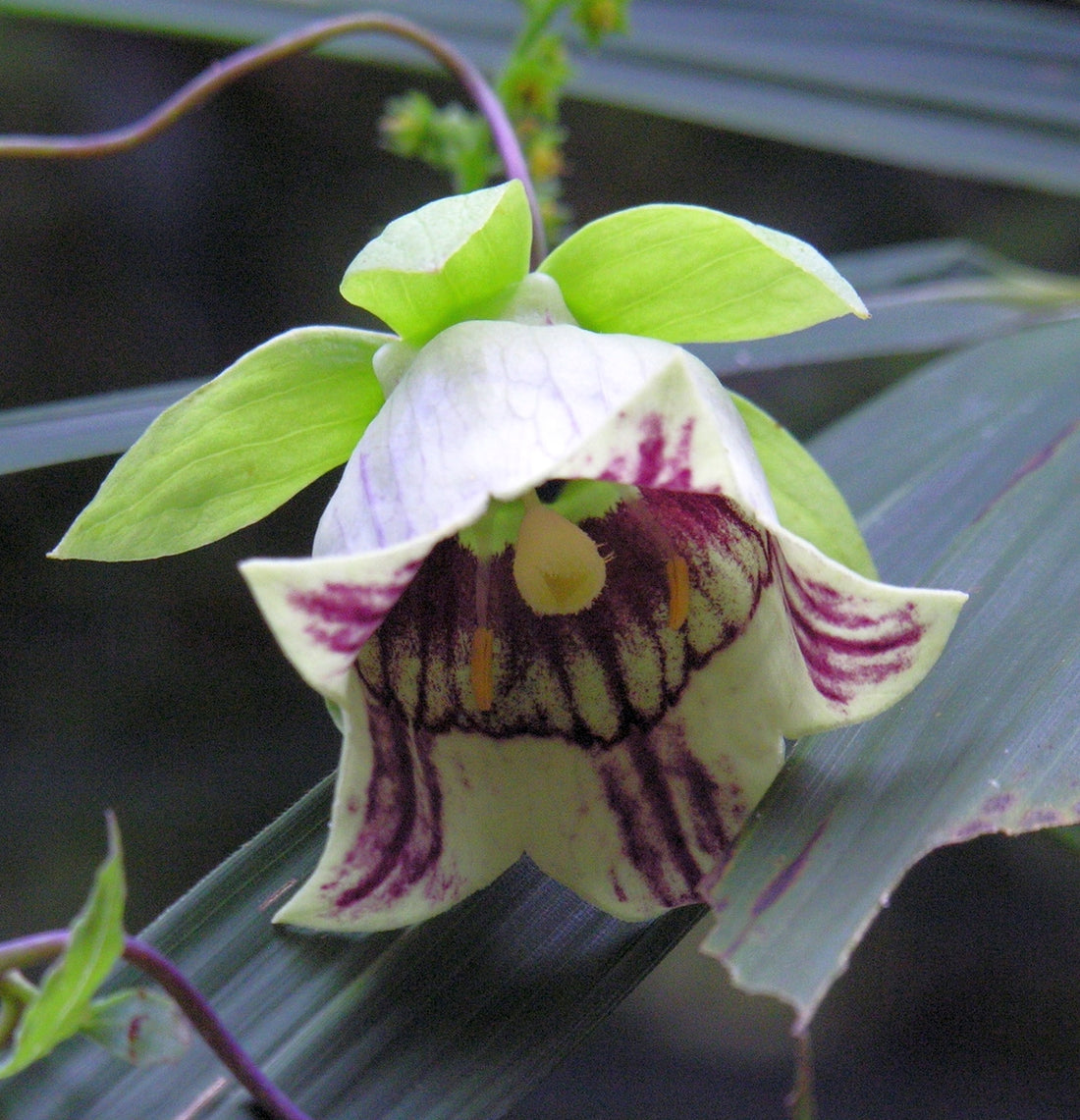 Codonopsis lanceolata (bonnet bellflower)