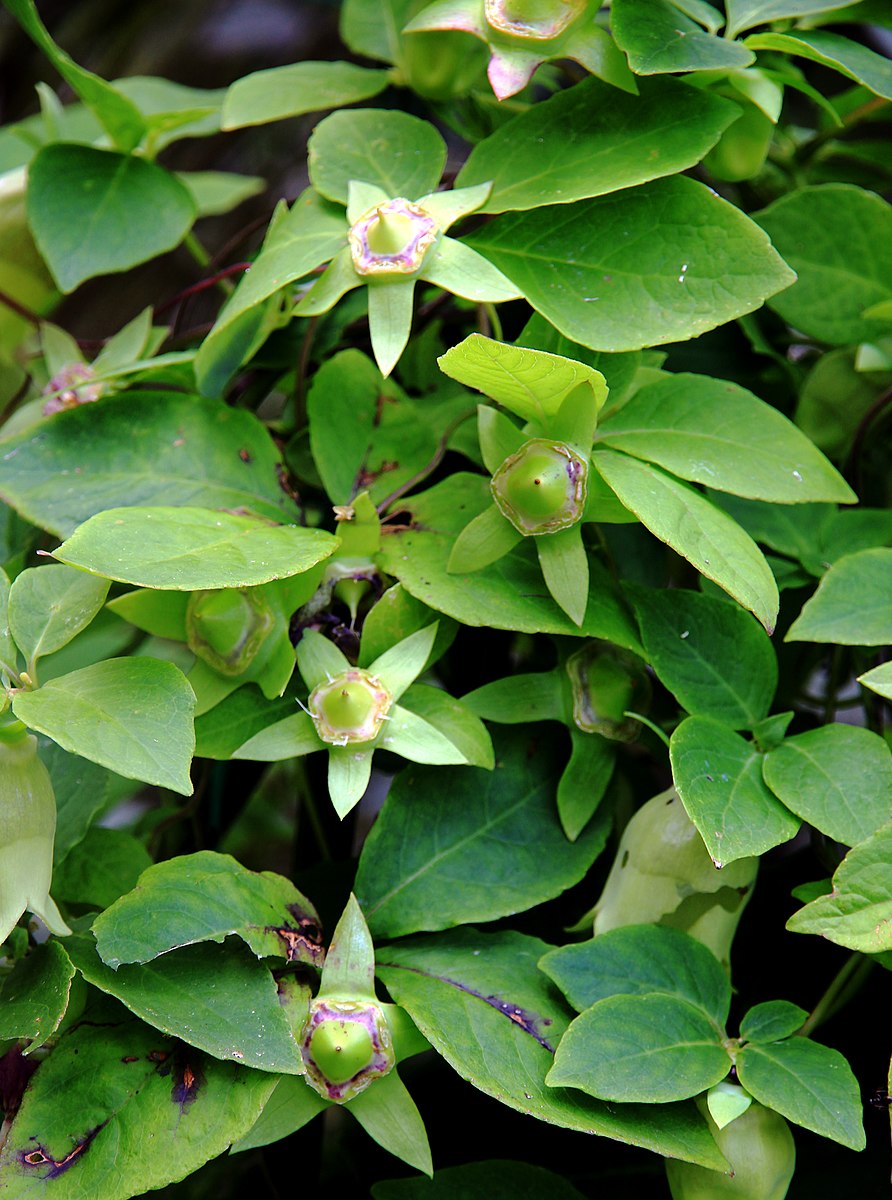 Codonopsis lanceolata (bonnet bellflower) foliage with flowers