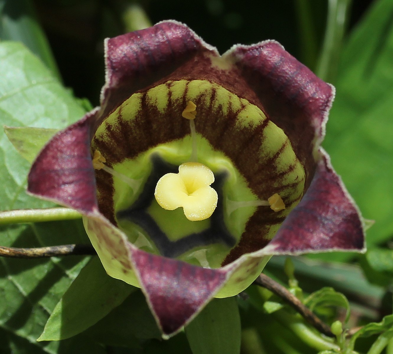 Codonopsis lanceolata (bonnet bellflower) maroon and green flower