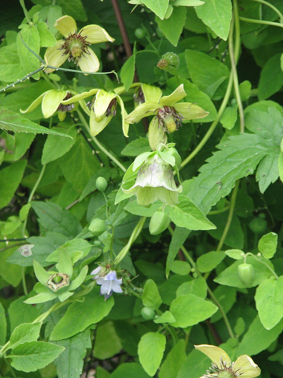 Green flowers of Codonopsis pilosula, commonly known as Dangshen or poor man&
