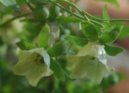 Close-up of white bell-shaped flowers of Codonopsis pilosula, commonly known as Dangshen or poor man&