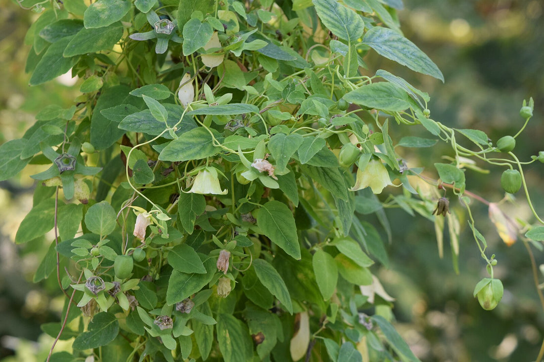 Green Codonopsis pilosula, commonly known as Dangshen or poor man&