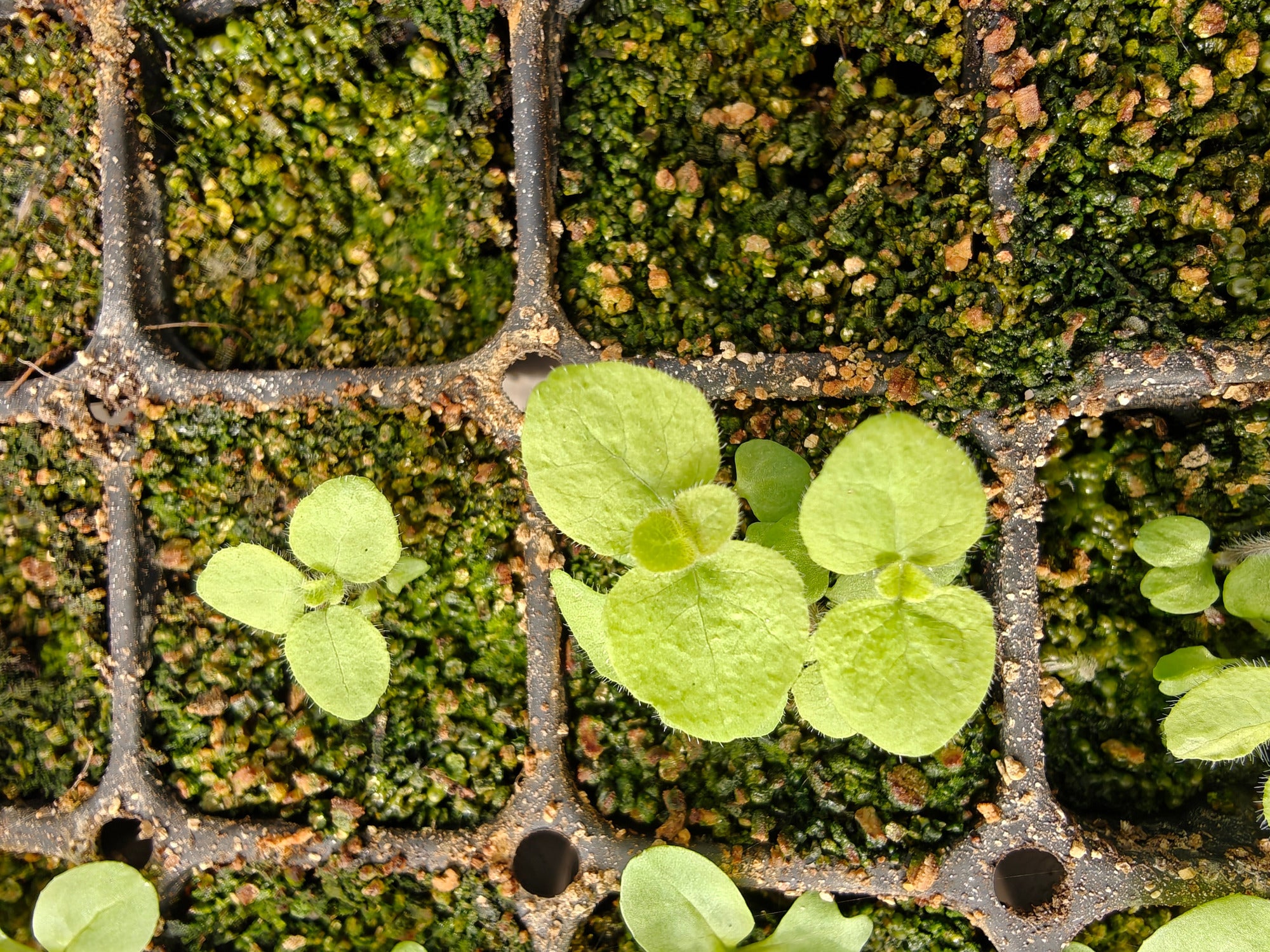 Small green Codonopsis pilosula seedlings sprouting from a nursery cell tray with soil and vermiculite.