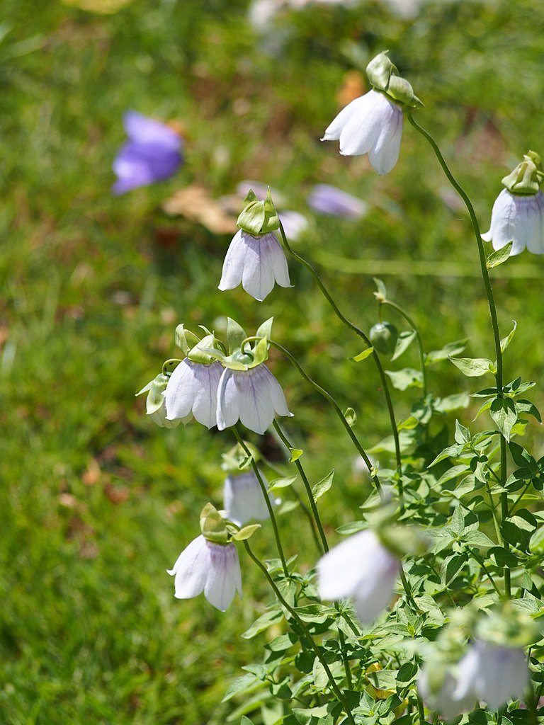 Codonopsis clematidea (bonnet bellflower)